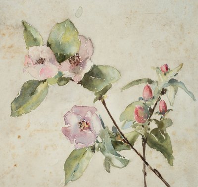 ピンクの花の枝（紙に水彩） 作： Barbara Leigh Smith Bodichon