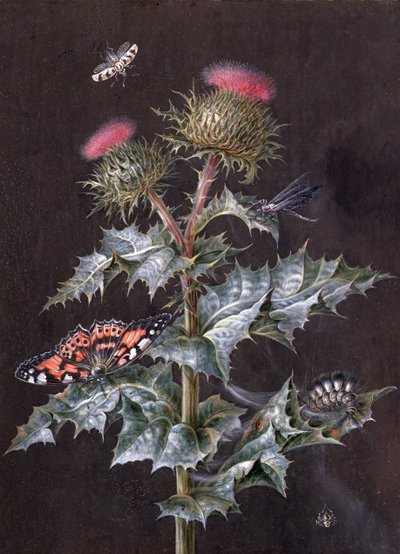昆虫のいるアザミ（ガッシュ）の研究（51756も参照） 作： Barbara Regina Dietzsch