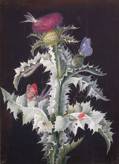 昆虫とアザミの研究（59250も参照） 作： Barbara Regina Dietzsch