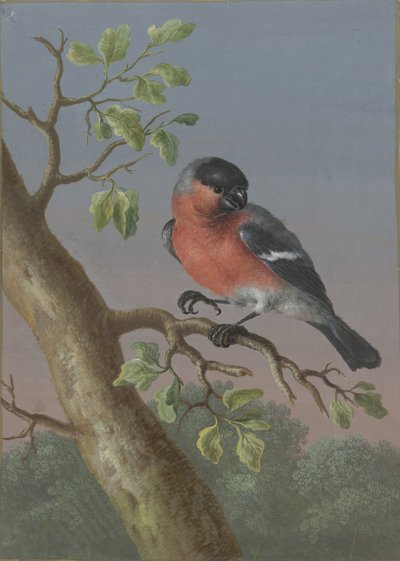 ウソ 4 羽の鳥のガッシュ (シリーズ タイトル) 作： Barbara Regina Dietzsch