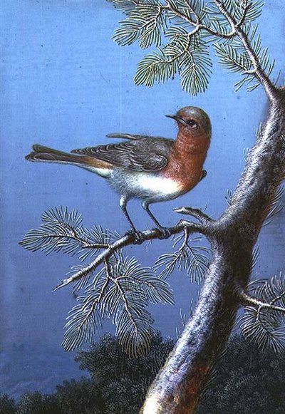 枝の上に立つロビン 作： Barbara Regina Dietzsch