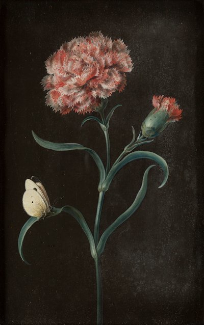 蝶のある静物画 4 点セット (パネルに敷かれた紙にガッシュ) 作： Barbara Regina Dietzsch