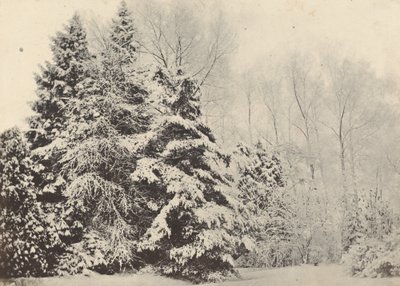 雪の下のモミの木の風景 作： Baron A. Fays