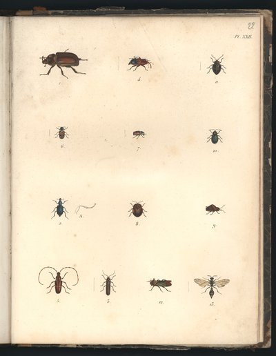カブトムシとハチ、Pl。XXII、「動物学と解剖学の観察の比較の比較」のイラスト、大西洋、新しい大陸の内部、および南海のハング 作： Baron Friedrich Alexander von Humboldt