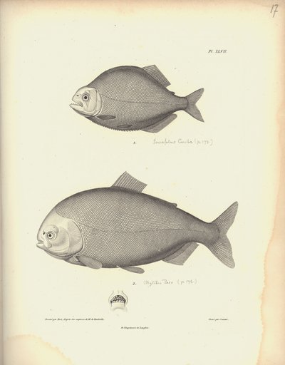 ニコラユエ（1770-1827）による彫刻の後にCoutantによって彫刻されたCharacidae、Pl。XLVII、Al。Vによる「動物学と比較解剖学の観察のコレクション、第2部」の図 作： Baron Friedrich Alexander von Humboldt