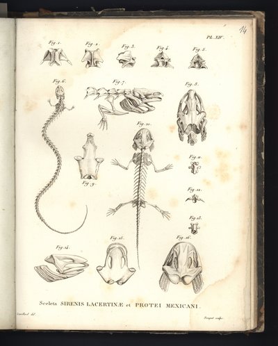 Lacertinaeスケルトンエネルギッシュでポートメキシコ、プレート14、シレノメリアとアホロートルの骨学 作： Baron Friedrich Alexander von Humboldt