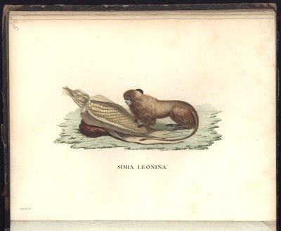 Simia leonina、Pl.V、イラスト、動物学および比較解剖学からの観察、1799年、1800年、18年に新大陸の熱帯諸国への旅行で収集 作： Baron Friedrich Alexander von Humboldt