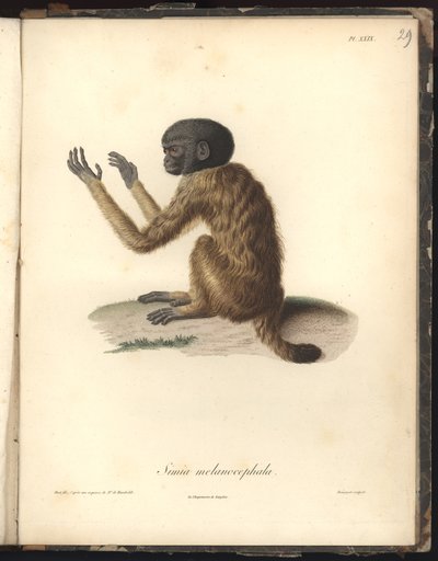 Simia melanocephala、Pl。 XXIX、ニコラユエ（1770-1827）による彫刻の後にルイブーケ（1765-1814）によって彫刻された鋼、動物園と動物学の比較からのイラスト、fait 作： Baron Friedrich Alexander von Humboldt