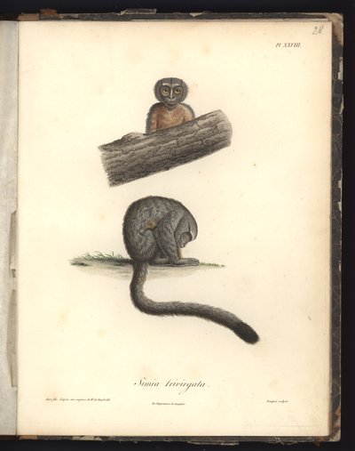 Simia trivirgata、Pl.XXVIII、ニコラユエ（1770-1827）による彫刻の後にルイブーケ（1765-1814）によって彫刻された鋼、「Recueil d&39;observation de zoologie et d&39;atatomy comparee、faiからのイラスト 作： Baron Friedrich Alexander von Humboldt