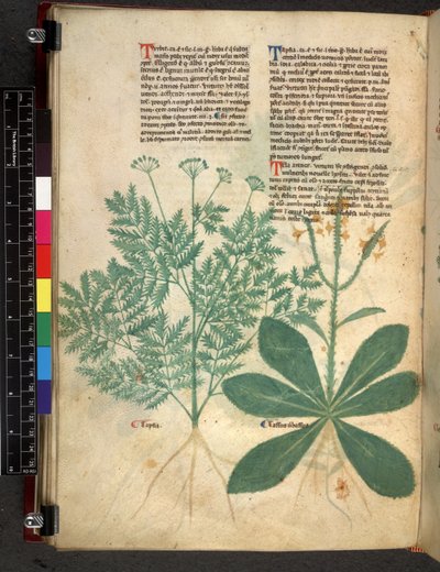 Egerton 747 f.101v ハーブに関する論文、c.1280-1310（ベラムにインクと色） 作： Bartholomaei Mini de Senis