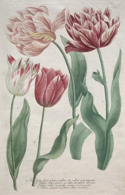 Tulips   1292393   ja       japanese Successfully Translated  Original: Sports of a Country Fair, Part the Second, October 5, 1810., October 5, 1810. Translat: Sports of a Country Fair, Part the Second, October 5, 1810., October 5, 1810. 1152802 ja japanes 作： Bartholomaus Seutter