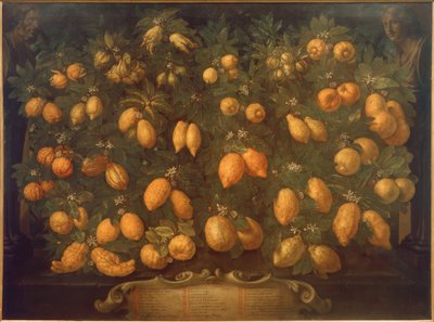 柑橘類 作： Bartolomeo Bimbi
