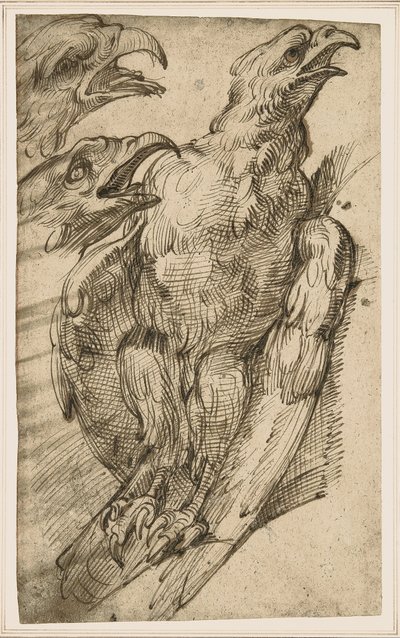 ワシの研究 作： Bartolomeo Passarotti