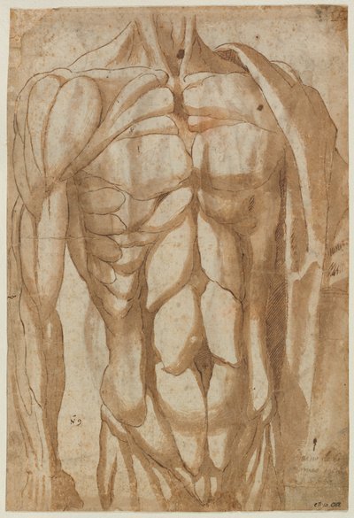 剥がれた胴体の研究 (裏面) 作： Bartolommeo da Arezzo