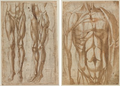 皮をむかれた男性の 2 つの研究 (直腸) 皮をむかれた胴体の研究 (裏面) 作： Bartolommeo da Arezzo