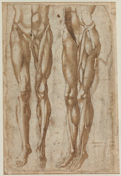 剥製の男の2つの研究剥製の胴体の1554年の直訳 作： Bartolommeo da Arezzo