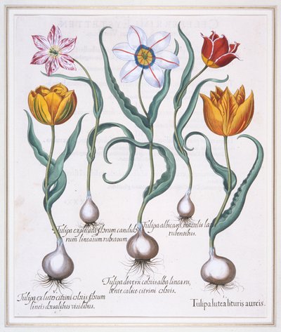 Tulipa Lutea Lituris Aureis、壊れた黄色のシルベストリス タイプのチューリップ、1613 年。 作： Basil Besler