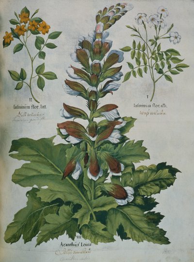 Besler の Hortus Eystettensis の葉 (カラー彫刻) 作： Basilius Besler