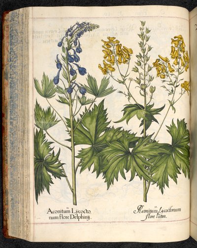 アコニタム lycoctonum (Wolfsbane)、Hortus Eystettensis、Basilius Besler から 作： Basilius Besler