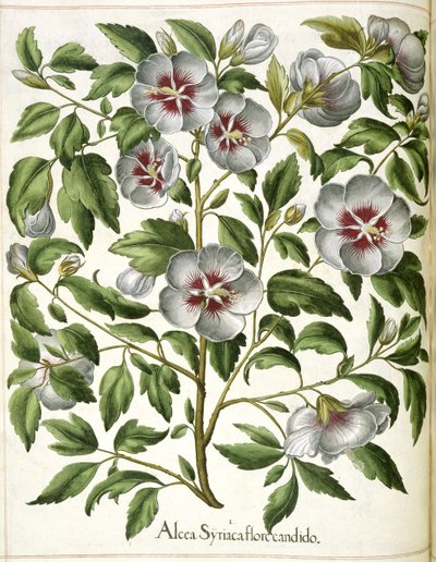 「Hortus Eystettensis」よりアルカ・シリアカ 作： Basilius Besler
