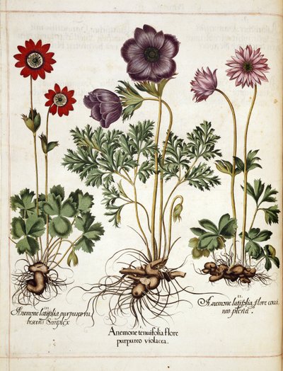 「Hortus Eystettensis」のアネモネ 作： Basilius Besler