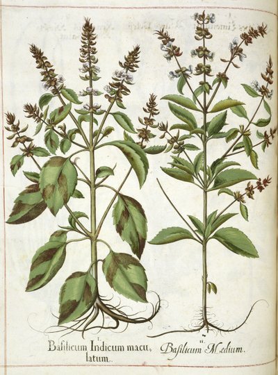バジル、「Hortus Eystettensis」より 作： Basilius Besler