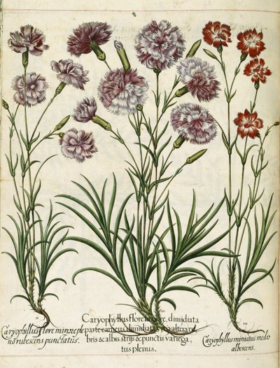 カリオフィラス、「Hortus Eystettensis」より 作： Basilius Besler