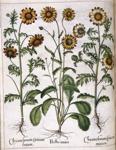 菊、「Hortus Eystettensis」より 作： Basilius Besler
