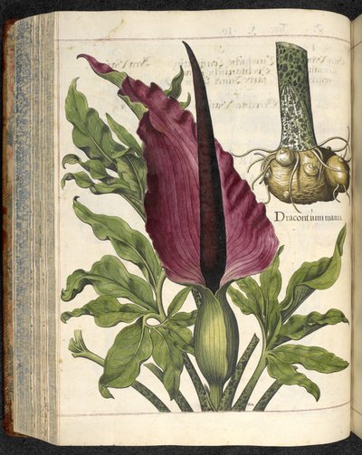 Dracontium Maius、「Hortus Eystettensis、sive diligens et accurata omn」のイラスト、1613年頃（色付きの彫刻） 作： Basilius Besler