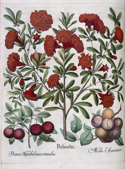 果物、「Hortus Eystettensis」から 作： Basilius Besler