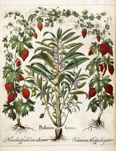「Hortus Eystettensis」の果樹 作： Basilius Besler