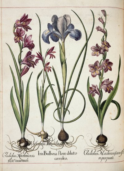 「Hortus Eystettensis」より グラジオラスとアイリス 作： Basilius Besler