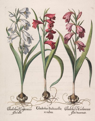 グラジオラスコミュニス赤い花、1613年。 作： Basilius Besler