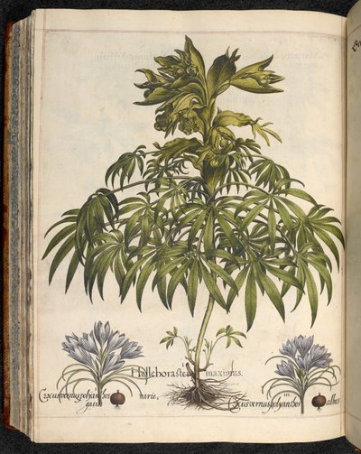 Hortus Eystettensis からの Helleboraster maximus, ...Basilius Besler 作： Basilius Besler