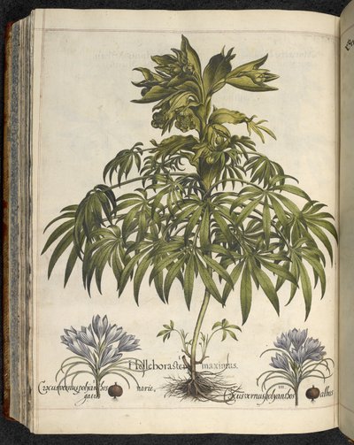 ヘレボルス、「Hortus Eystettensis、sive diligens et accurata omn」のイラスト、1613年頃（色付きの彫刻） 作： Basilius Besler