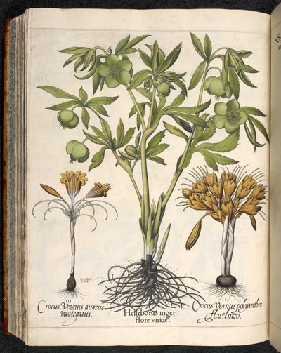 バシリウス ベスラー作、Hortus Eystettensis の Helleborus niger、Crocus vernus 作： Basilius Besler