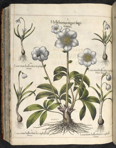 Helleborus niger、「Hortus Eystettensis、sive diligens et accurata omn」のイラスト、1613年頃（色付きの彫刻） 作： Basilius Besler