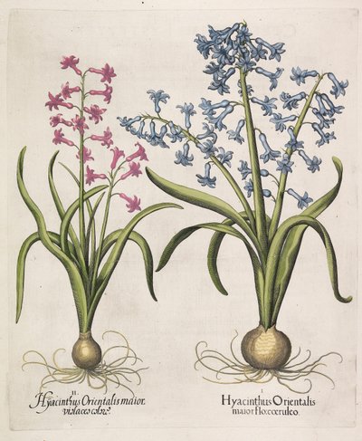 ヒヤシンスオリエンタリス、1613年。 作： Basilius Besler