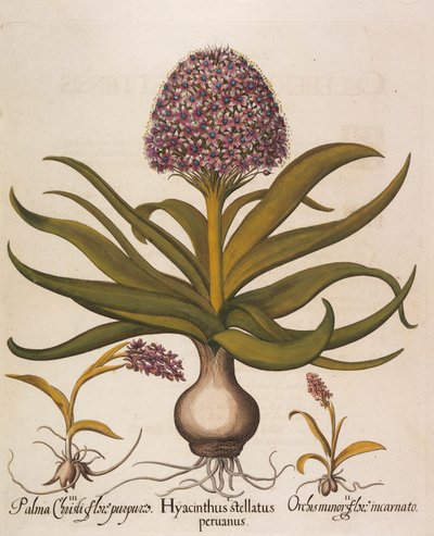 Hyacinthus stellatus、1613年。 作： Basilius Besler