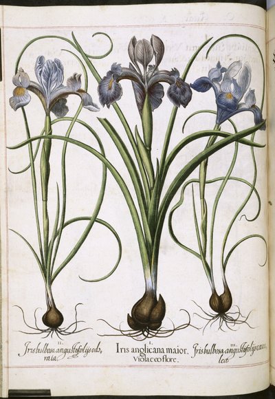 アイリス、「Hortus Eystettensis」より 作： Basilius Besler