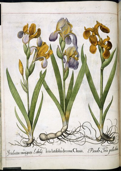 アイリス、「Hortus Eystettensis」より 作： Basilius Besler