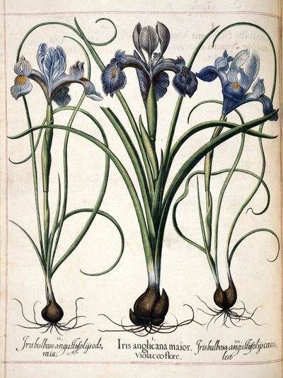 アイリス、「Hortus Eystettensis」より 作： Basilius Besler