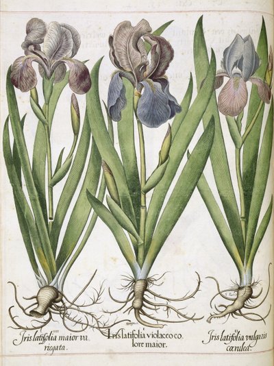 アイリス、「Hortus Eystettensis」より 作： Basilius Besler