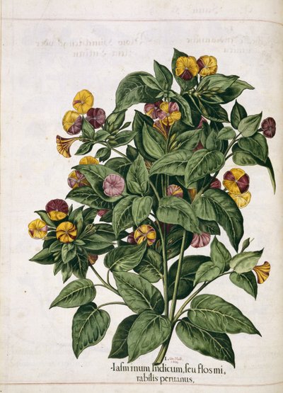「Hortus Eystettensis」のジャスミン 作： Basilius Besler