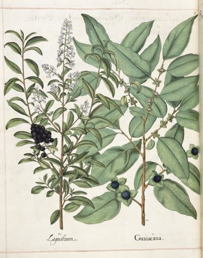 「Hortus Eystettensis」より Ligustrum と Guiacana 作： Basilius Besler