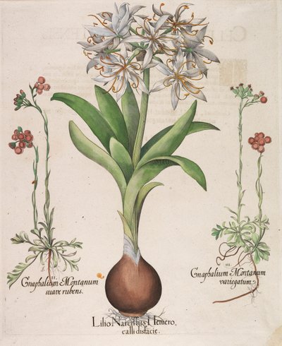 水仙、ユリ、Hemorocallis、1613年。 作： Basilius Besler