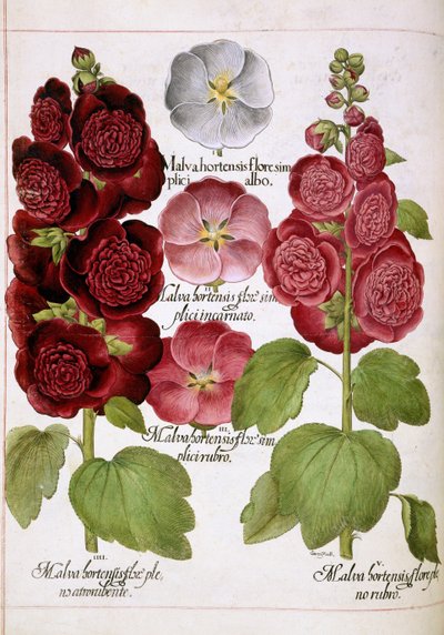 「Hortus Eystettensis」より Malva Hortensis 作： Basilius Besler