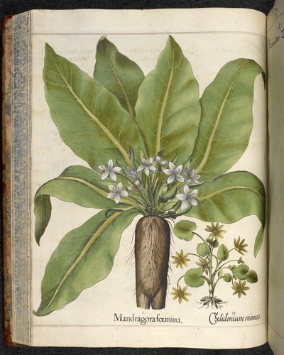 Mandrake Mandragora femina、「Hortus Eystettensis、sive diligens et accurata omn」のイラスト、1613年頃（色付きの彫刻） 作： Basilius Besler