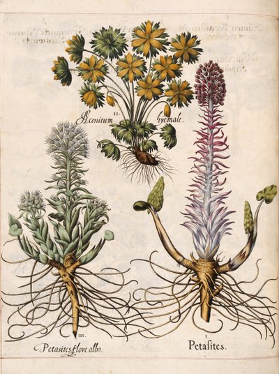 「Hortus Eystettensis」のペタサイト 作： Basilius Besler