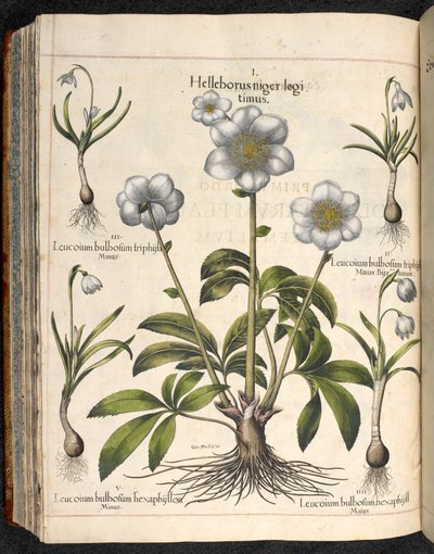 プレート 29: Black Helleborus ...   エイシュテッテンの庭、...  バジル・ベスラー 作： Basilius Besler